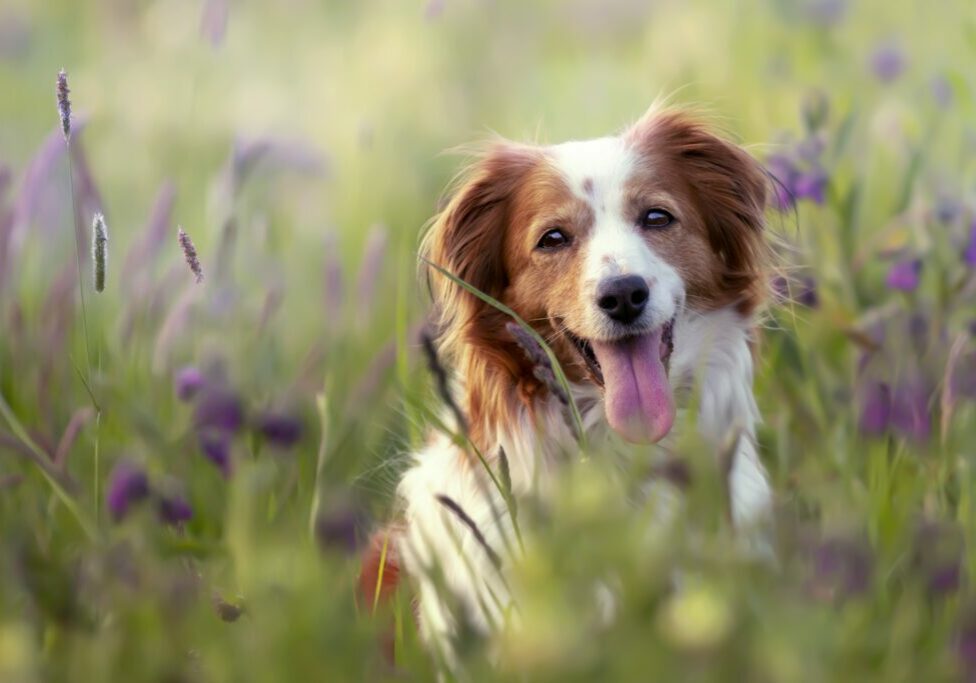 A selective focus shot of an adorable Kooikerhondje dog in a field